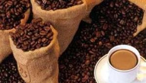 kumpulan-sejarah-kopi-luwak kumpulan sejarah kopi luwak
