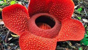Bunga Rafflesia arnoldi