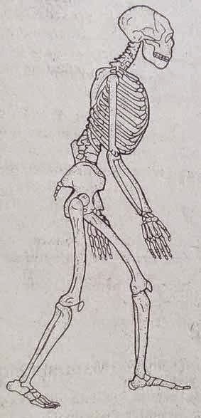 Perkembangan manusia Purba ke modern