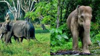 gajah sumatra