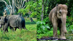 gajah sumatra