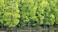 hutan bakau