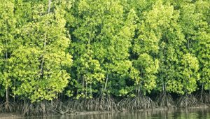hutan bakau