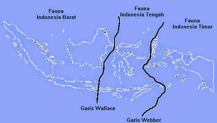 Batas garis Wallacea dan weber