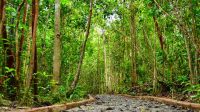 Hubungan antara iklim dengan vegetasi alam