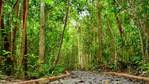 Hubungan antara iklim dengan vegetasi alam