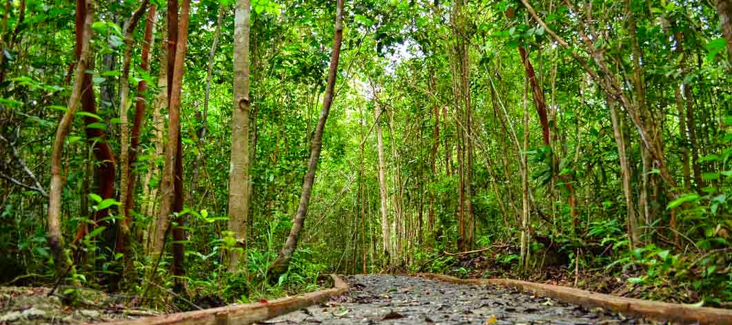Hubungan antara iklim dengan vegetasi alam