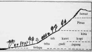Pembagian iklim menurut Junghun