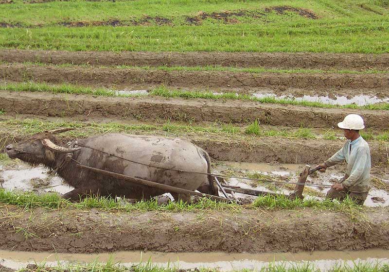 Sumber daya alam dari usaha pertanian