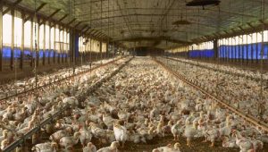 Peternakan ayam