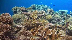 Sifat fisik dan kimiawi laut Indonesia