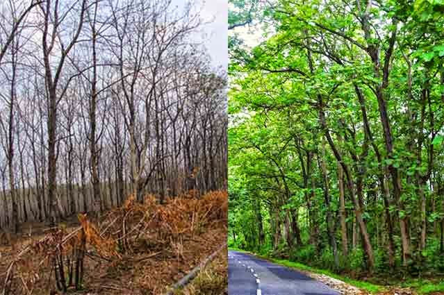 Sumber daya alam dari kehutanan