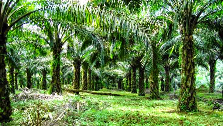 Sumber daya alam dari usaha perkebunan