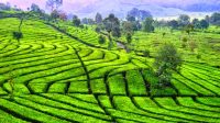 Tipe iklim dan bentang budaya Indonesia