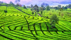 Tipe iklim dan bentang budaya Indonesia