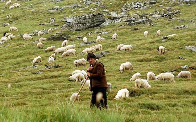 Tentang peternakan di Indonesia