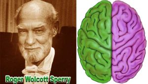 Roger w. Sperry inventor left brain and right brain