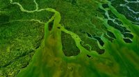 Delta Sungai Gangga