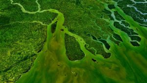 Delta Sungai Gangga