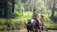 Kerbau yang hidup di Asia Tenggara