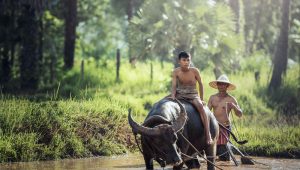 Kerbau yang hidup di Asia Tenggara