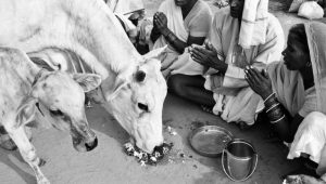 Lembu India di sembah manusia