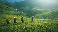 Pertanian padi di Cina dan Kamboja