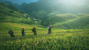 Pertanian padi di Cina dan Kamboja