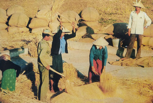 Petani Laos sedang memisahkan biji gandum Foto Petani Laos sedang memisahkan biji gandum