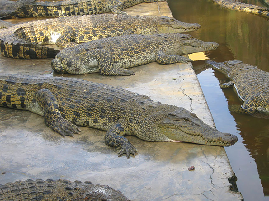 Penangkaran Buaya Asam Kumbang Sumatera Utara Gambar Penangkaran Buaya Asam Kumbang Sumatera Utara