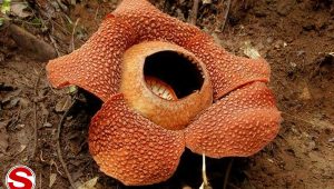 Bunga Raflesia 28Raflesia Arnoldi29