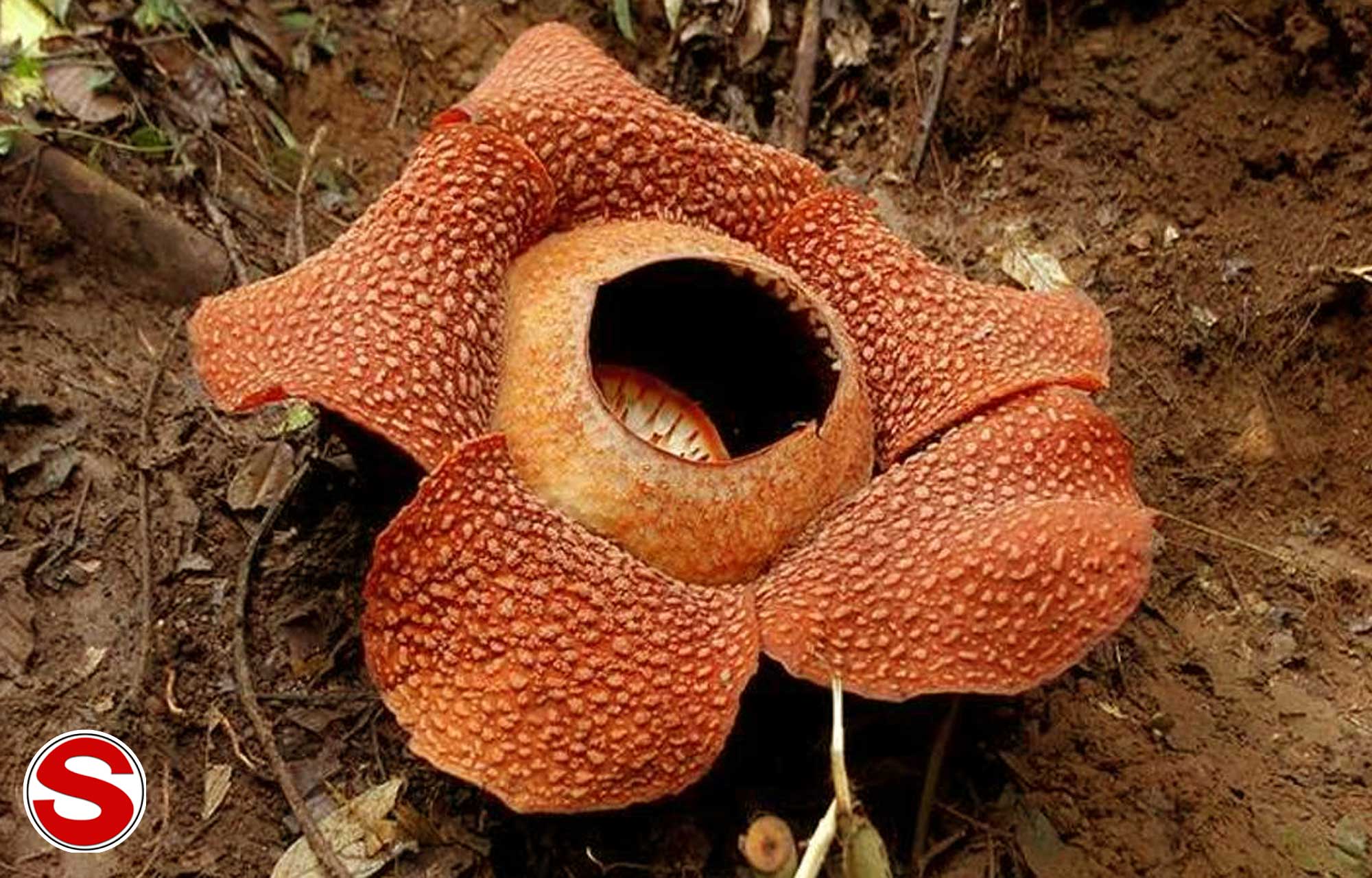 Flora dan Fauna di Indonesia yang di Lindungi