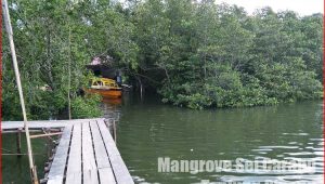 Mangrove Sei Carang Tanjung Pinang
