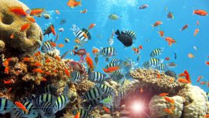 Pemandangan bawah laut Alor