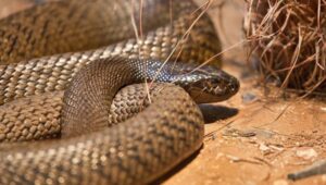 Mengapa Australia Dipenuhi Berbagai Jenis Ular? Inilah Penjelasannya!