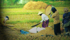4 upaya peningkatan produktivitas pertanian di Indonesia