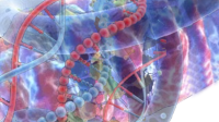 DNA mitokondria