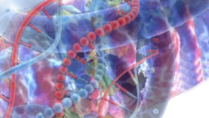 DNA mitokondria