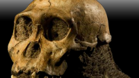 Fosil manusia purba jenis Homo