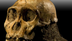 Fosil manusia purba jenis Homo