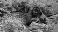 Gambar orang utan