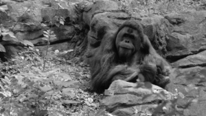 Gambar orang utan