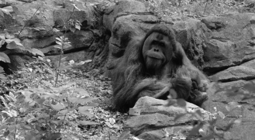 Sejarah 4 zaman perkembangan bumi