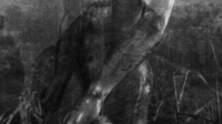 Meganthropus