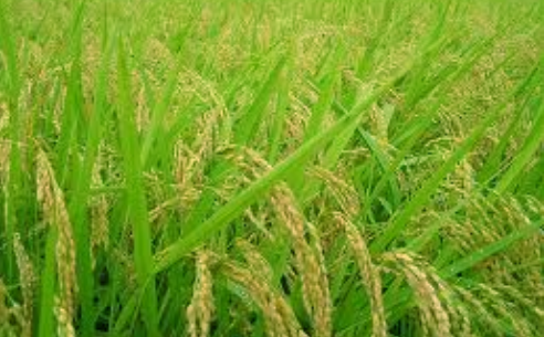 Revolusi Hijau di negara berkembang