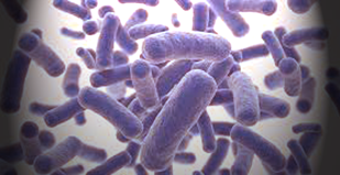 Sekilas tentang Polimorfisme