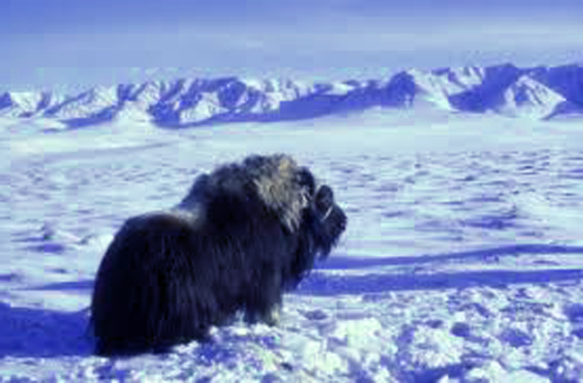 Zaman Kuarter pertama